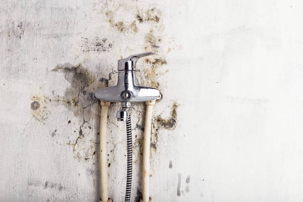 Best Black Mold Removal  in Grenada, MS