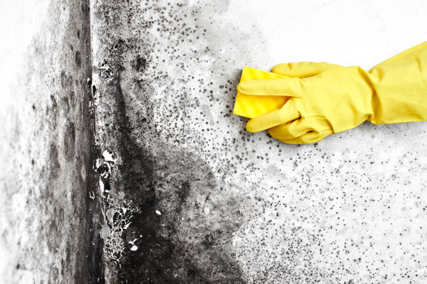 Grenada, MS Mold Removal Company