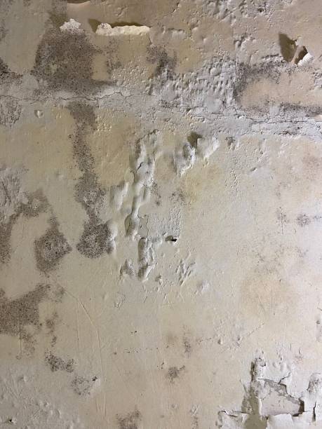 Best Attic Mold Removal  in Grenada, MS