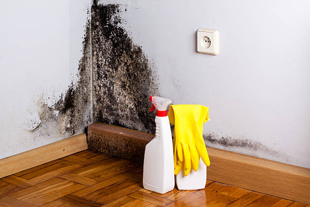 Best Black Mold Removal  in Grenada, MS