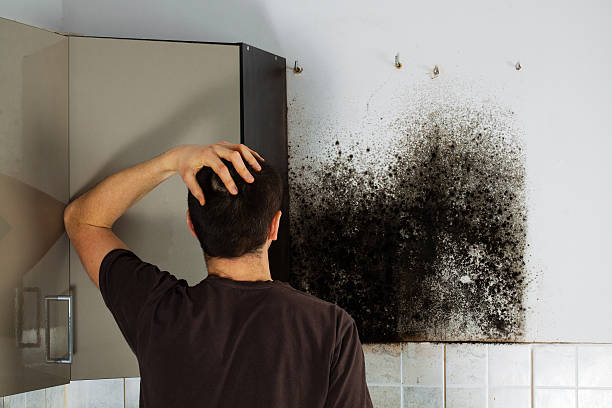 Best Affordable Mold Removal  in Grenada, MS
