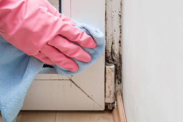 Best Emergency Mold Removal  in Grenada, MS