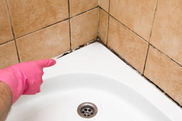 Best Fast Mold Removal  in Grenada, MS